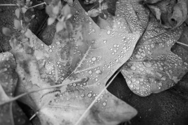 Autumn Fallen Leaves Rain — Stock Photo, Image