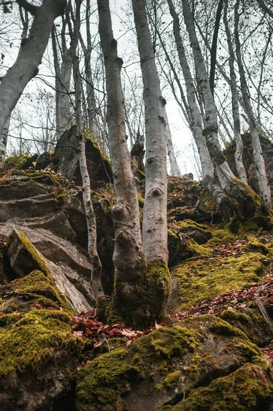 Floresta Outono Nas Montanhas Dos Cárpatos — Fotografia de Stock