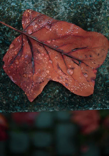 Natte Herfst Gevallen Blad Regen — Stockfoto