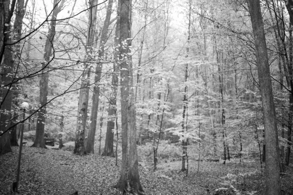 Bosque Otoño Las Montañas Los Cárpatos — Foto de Stock