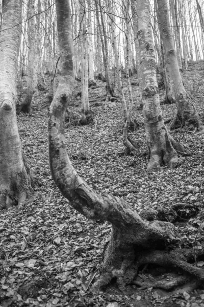 Forêt Automne Dans Les Carpates — Photo