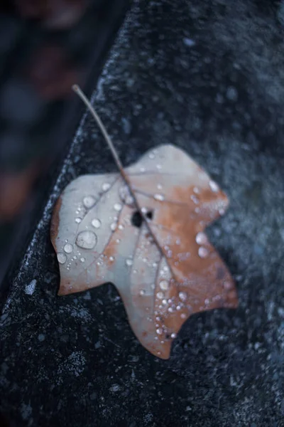 雨の後のぬれた秋の落ち葉 — ストック写真