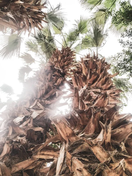 Пальмы Растут Парке Египет — стоковое фото