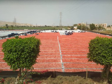  İnsanlar çalışıyor, kaldırım yapıyor, Mısır yapıyor. 