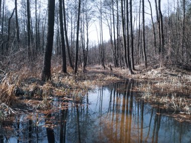 Ormanda nehri olan güzel bir manzara.