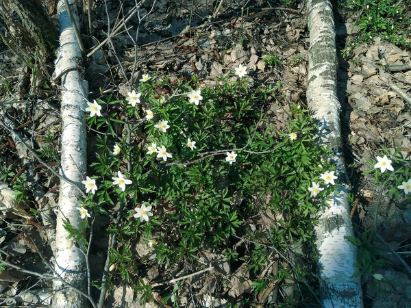 Zöld Levelek Virágok Erdőben — Stock Fotó