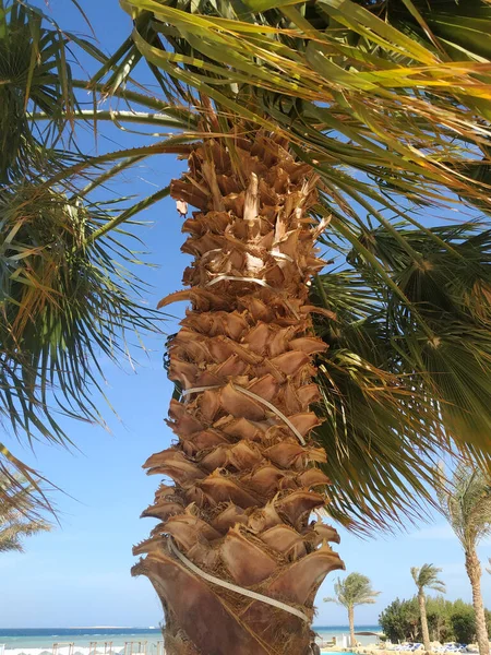 Palmera Fondo Del Cielo — Foto de Stock