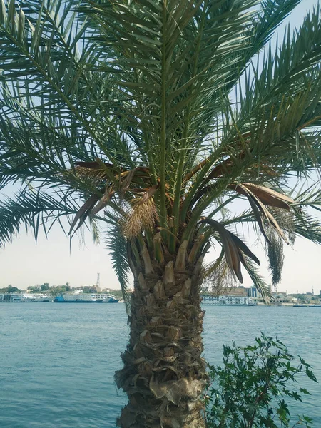 Пальма Реки Египте — стоковое фото