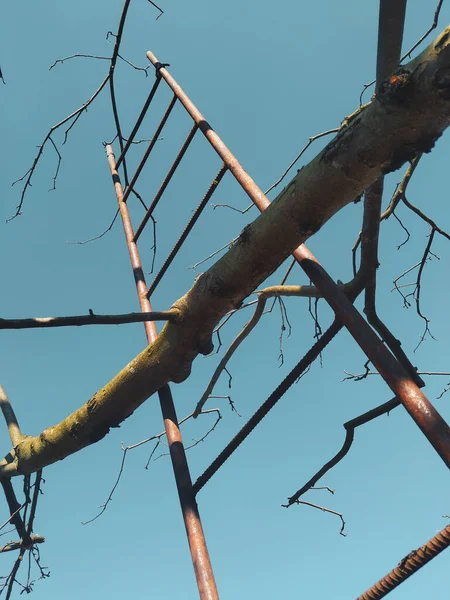 金属梯子和树枝 植物和自然 — 图库照片