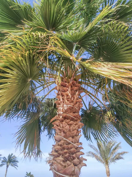 Palmera Fondo Del Cielo — Foto de Stock