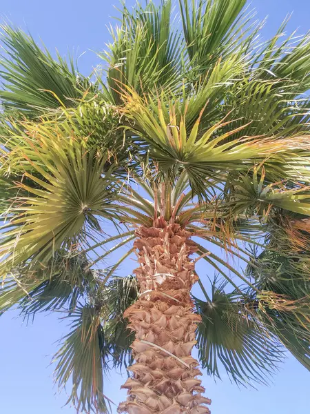 Palmera Fondo Del Cielo — Foto de Stock