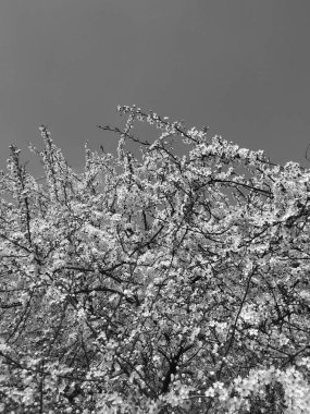 İlkbaharda güzel ağaçlar açar, siyah ve beyaz.