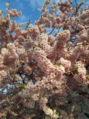 İlkbaharda güzel bir ağaç çiçek açar.