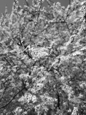 İlkbaharda güzel ağaçlar açar, siyah ve beyaz.