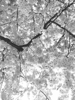 İlkbaharda güzel ağaçlar açar, siyah ve beyaz.