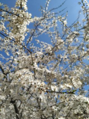 İlkbaharda çiçekli güzel ağaç dalları 