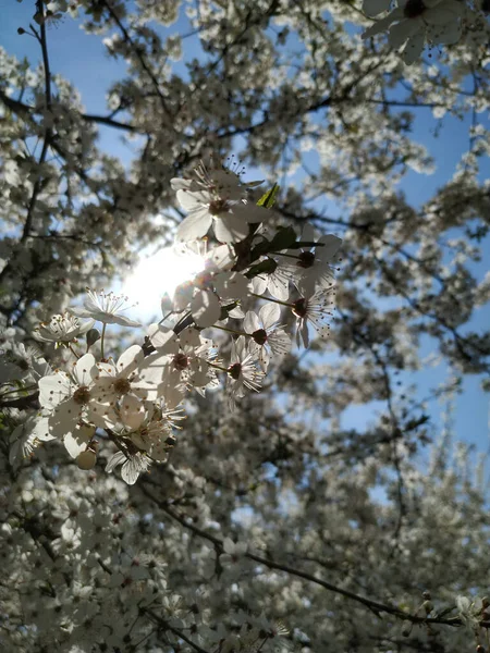 Bellissimi Rami Albero Con Foglie Fiori Primavera — Foto Stock