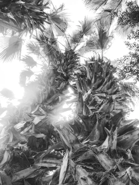 Palm Trees Growing Park Egypt — Stock Photo, Image