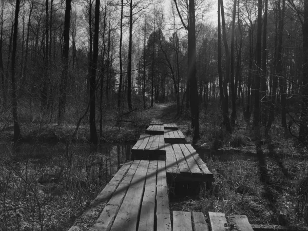 Brücke Über Bach Frühling Wald — Stockfoto