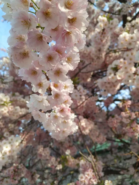 Красиве Дерево Цвіте Навесні — стокове фото