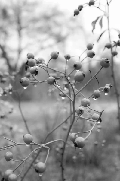 Foto Floral Blanco Negro Con Bayas Húmedas Naturaleza —  Fotos de Stock