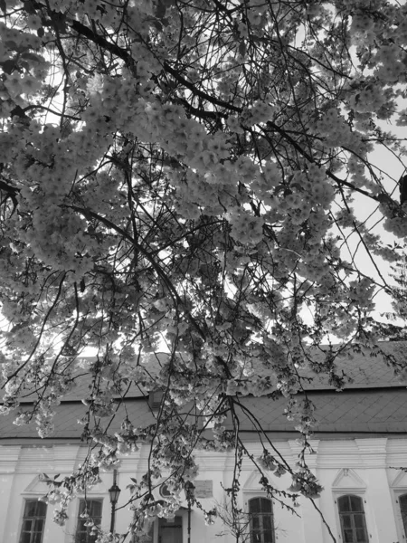 Όμορφο Άνθος Δέντρων Την Άνοιξη Μαύρο Και Άσπρο — Φωτογραφία Αρχείου