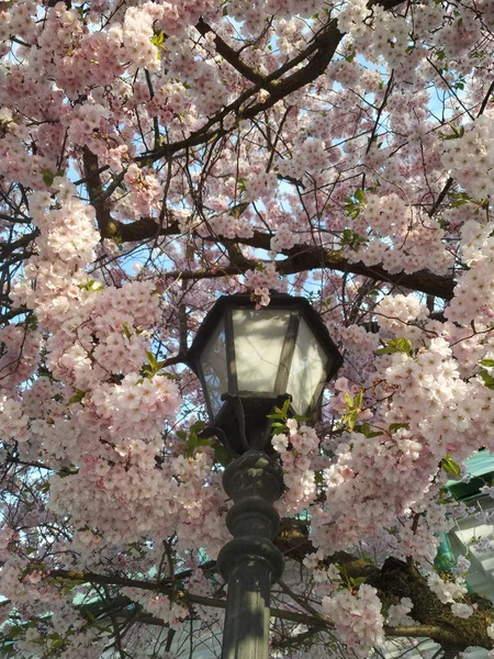 Schöne Äste Mit Blüten Frühling — Stockfoto