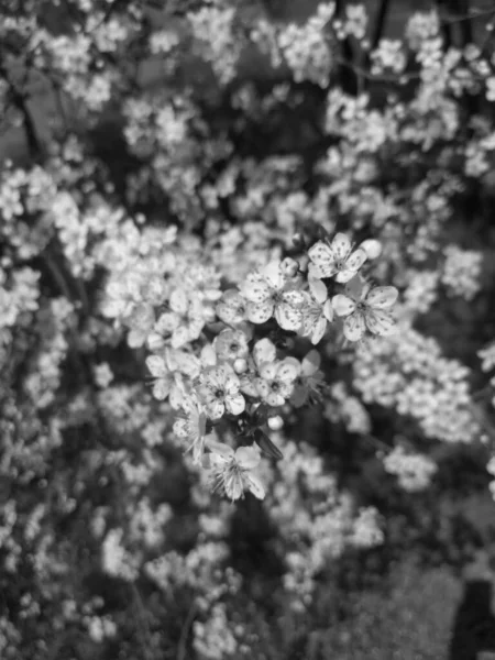 Красиве Дерево Цвіте Навесні Чорно Біле — стокове фото