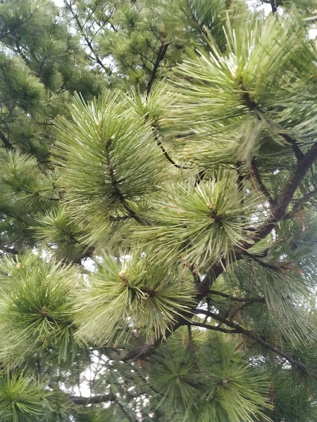 Çam Dalları Kapanır Flora — Stok fotoğraf