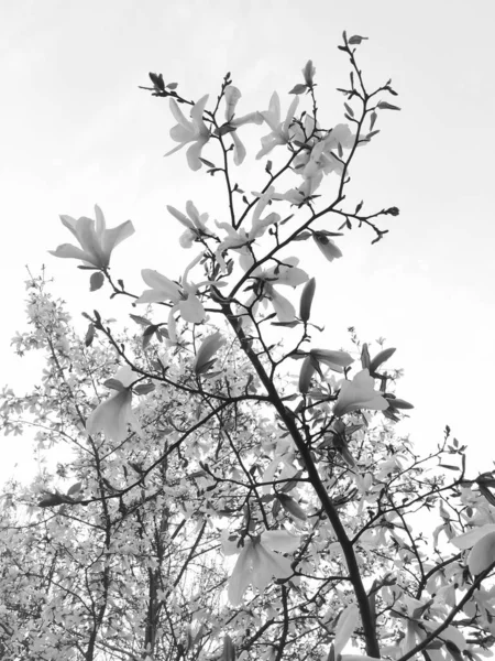 Belles Branches Magnolia Printemps — Photo