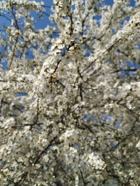 Vackra Trädgrenar Med Blad Och Blommor Våren — Stockfoto