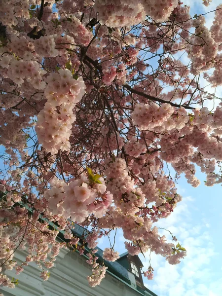 Hermosa Flor Árbol Primavera —  Fotos de Stock