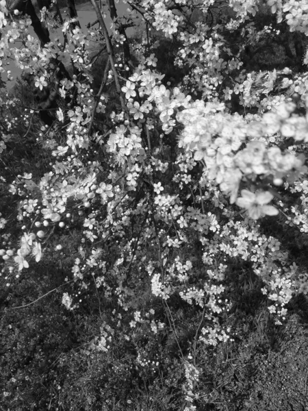 Hermosa Flor Árbol Primavera Blanco Negro —  Fotos de Stock