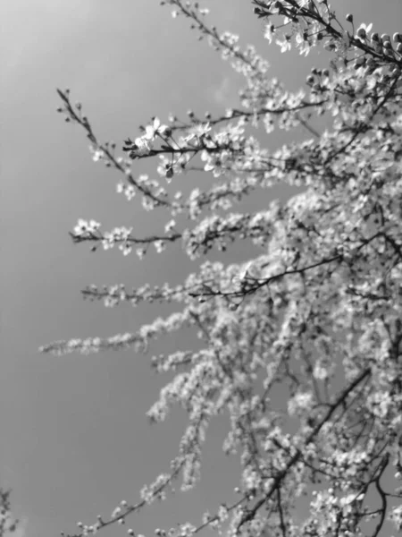 Vacker Trädblomma Våren Svart Och Vit — Stockfoto