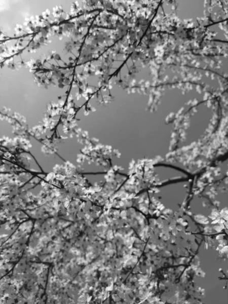 Bell Albero Fiorito Primavera Bianco Nero — Foto Stock