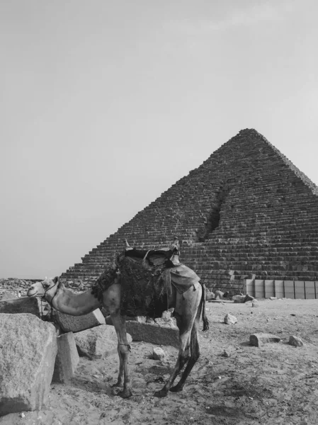 Пірамідний Комплекс Гіза Англ Giza Pyramid Complex Також Відомий Некрополь — стокове фото