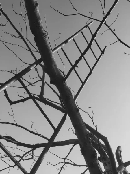 사다리와 나뭇가지 — 스톡 사진