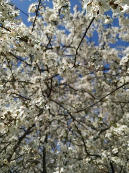 Beautiful Tree Branches Flowers Spring — Stock Photo, Image