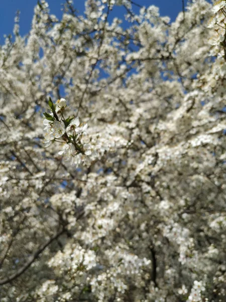 Красивые Ветви Деревьев Листьями Цветами Весной — стоковое фото