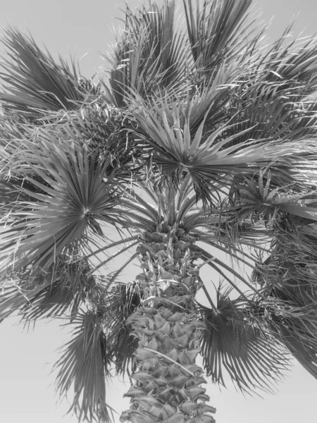 배경에 야자나무 — 스톡 사진