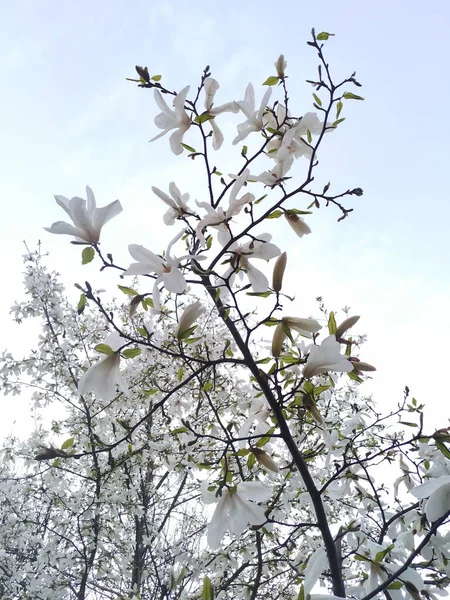 Bellissimi Rami Magnolia Primavera — Foto Stock