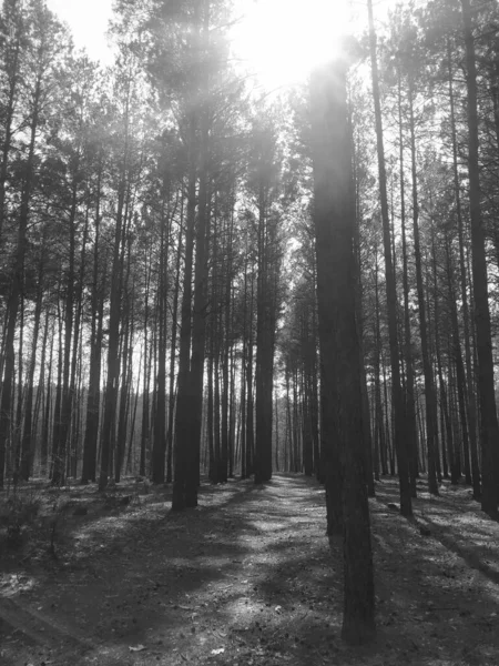 Árboles Hermosos Primavera Bosque — Foto de Stock