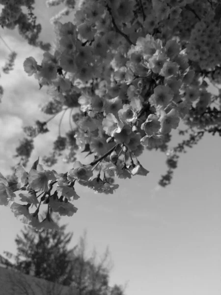 Красивый Цветок Дерева Весной Черно Белый — стоковое фото