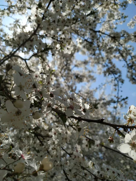 Lindos Galhos Árvores Com Folhas Flores Primavera — Fotografia de Stock