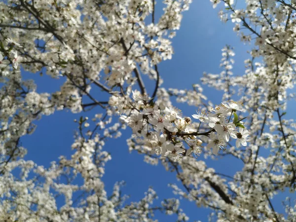 Красивые Ветви Деревьев Цветами Весной — стоковое фото