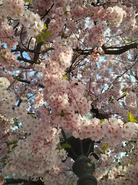 Piękne Drzewo Kwitną Wiosną — Zdjęcie stockowe