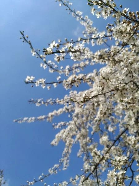 Όμορφα Κλαδιά Δέντρων Λουλούδια Την Άνοιξη — Φωτογραφία Αρχείου