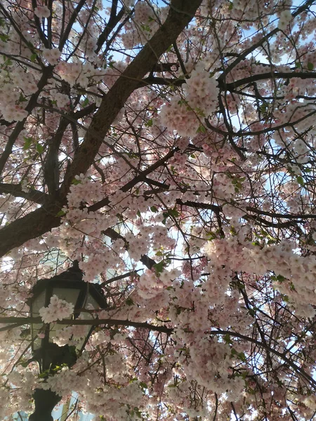 Kyjev Pechersk Lavra Květy Stromů — Stock fotografie