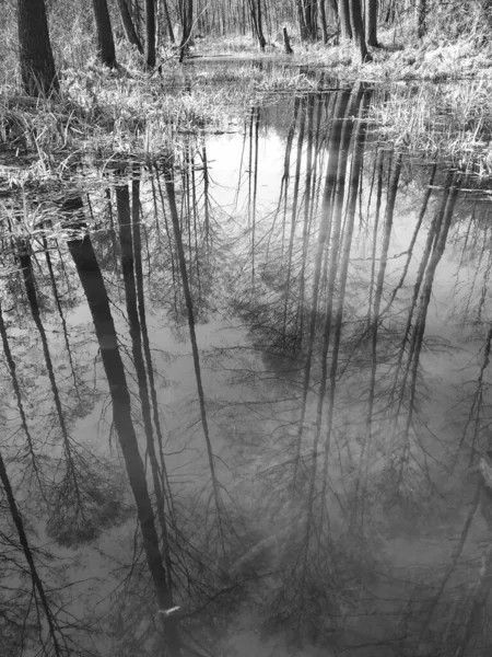 Beau Paysage Avec Une Rivière Dans Forêt — Photo