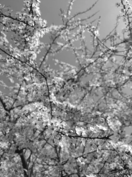 Красиве Дерево Цвіте Навесні Чорно Біле — стокове фото